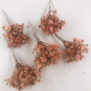 5 Needles of pink paniculata